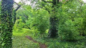 Park Jalu Kurka